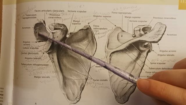 Остеология, верхний пояс конечностей, лопатка (oss scapula) #recommended #анатомия #osteologia смотреть онлайн