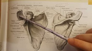 Остеология, верхний пояс конечностей, лопатка (oss scapula) #recommended #анатомия #osteologia