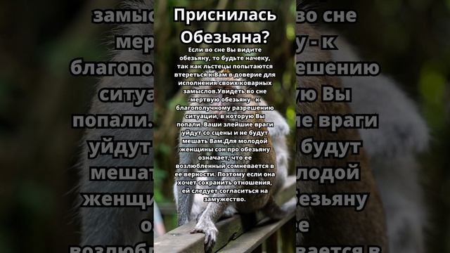 Приснилась Обезьяна?Что это значит!Толкование сна! #толкованиесна #толкованиеснов #сонник