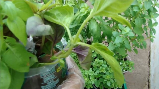 КАК ЗА НЕДЕЛЮ ПОЛУЧИТЬ РАССАДУ БАЗИЛИКА! смотреть онлайн