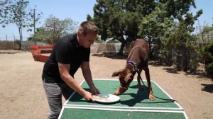 Surprising a Homeless Doberman with UNLIMITED Toys!