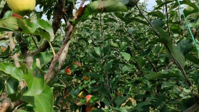 Сорт яблук "Голден Резистент" смотреть онлайн