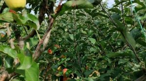 Сорт яблук "Голден Резистент"