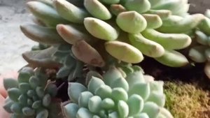 Echeveria setosa deminuta