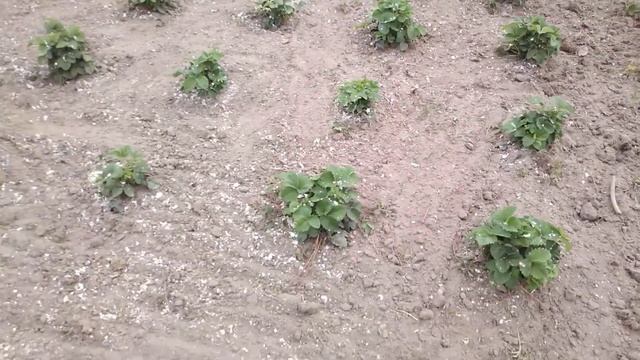 Яичная скорлупа на грядки и в землю под перекопку. раскисление почвы яичной скорлупой смотреть онлайн
