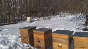 Выставил пчел .Итоги зимовки 19.03.22