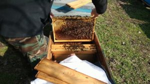 Что делать, если пчелосемьи слабые. Первые работы на пасеке