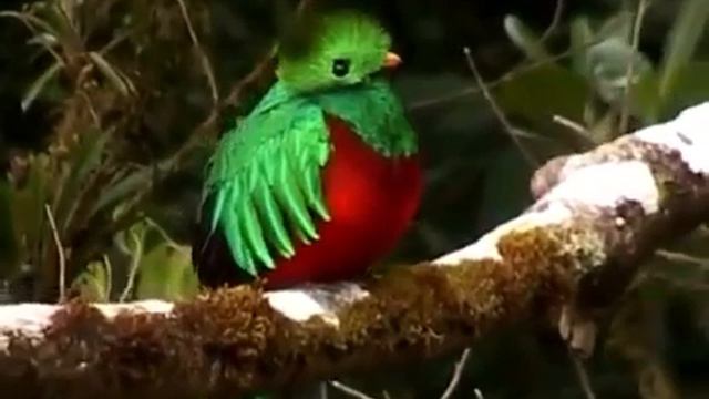 Квезаль - самая красивая птица Центральной Америки