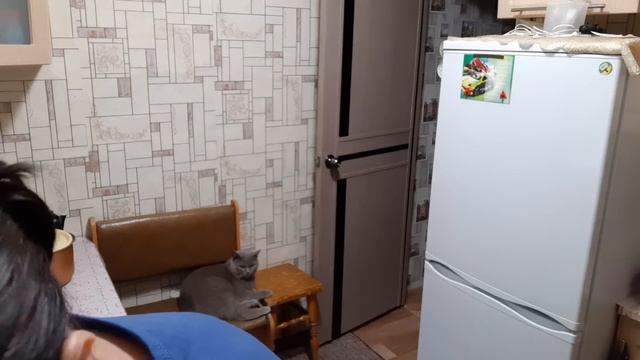 Тесто на пирожки.. Тушим капусту смотреть онлайн