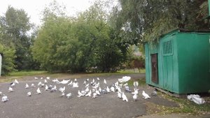 "БОЙНЫЕ ГОЛУБИ ГРУЗИИ" В гостях у Сурена