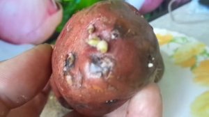 МОЖНО ЛИ РЕЗАТЬ КРУПНЫЙ СЕМЕННОЙ КАРТОФЕЛЬ? Ольга Чернова.