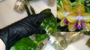 Пополняю коллекцию орхидей очень красивыми фаленопсисами от Yaphon. Спасибо любимой группе в ВК!!!)