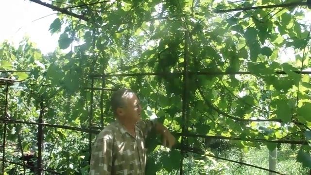 Виноград  "Саперави северный" - чемпион. смотреть онлайн