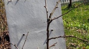 Формирование кроны яблони