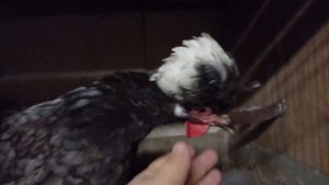 Голландская белохохлая. Яйценоскость. Цыплята.