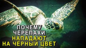 Почему черепахи нападают на объекты чёрного цвета?