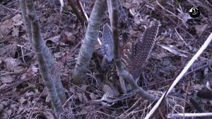 Большое хобби с Николаем Валуевым