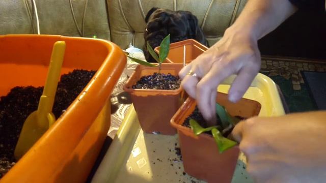 9.ПОСАДКА ХОЙ НОВИНОЧЕК! КАРНОЗА"ТРИКОЛОР", КАРНОЗА "КРИНКЛ",И ОТ ТАНЕЧКИ ПОДАРОЧЕК ХОЙЯ " ИЗЯЩНАЯ" смотреть онлайн