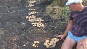 Картофель сорт Чародей