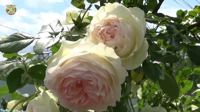 Агрогороскоп с 12 по 15 июня 2023 года. Агрогороскоп з 12 по 15 червня 2023 року смотреть онлайн