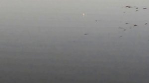 Рибалка на поплавок. Ловля карася і канального сома