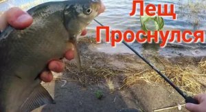 Лещ Проснулся! Рыбалка Ранней Весной