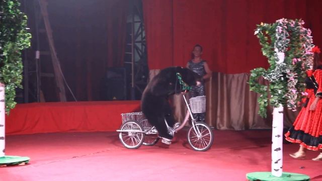 Майя Кирсанова. Дрессированные медведи 2019 смотреть онлайн