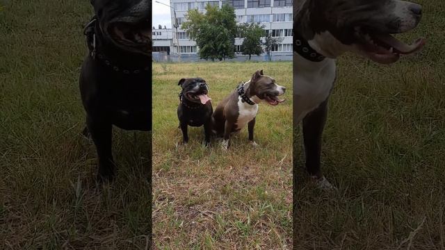 Амстафф Холли Стаффбуль Бэк после тренировки #amstaff #стаффорд #питбуль#стаффбуль