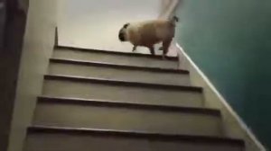 мопс поднимается по лестнице