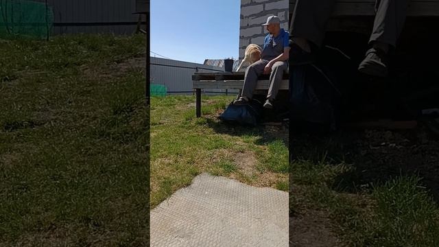 Лабрадор Элвис