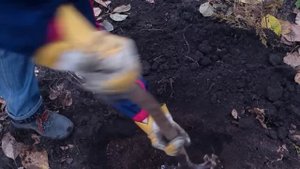 СУПЕР способ посадить грецкий орех из плода осенью