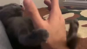 ПРИКОЛЫ С КОТАМИ! №2