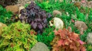 Гейхера. Цветы Гейхера