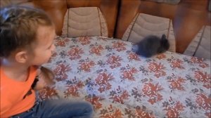 VLOG Декоративный кролик "Дымок" Играем вместе с кроликом.Decorative rabbit smoke.