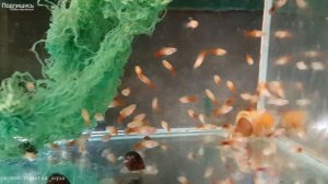 советы как развести рижскую пецилию, Xiphophorus maculatus, Zierfische, Ryby akwarystyczne, 產卵魚