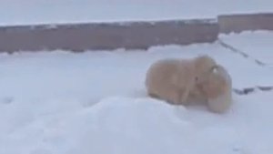 Белые медвежата впервые увидели друг друга, 5 марта 2013 года.
