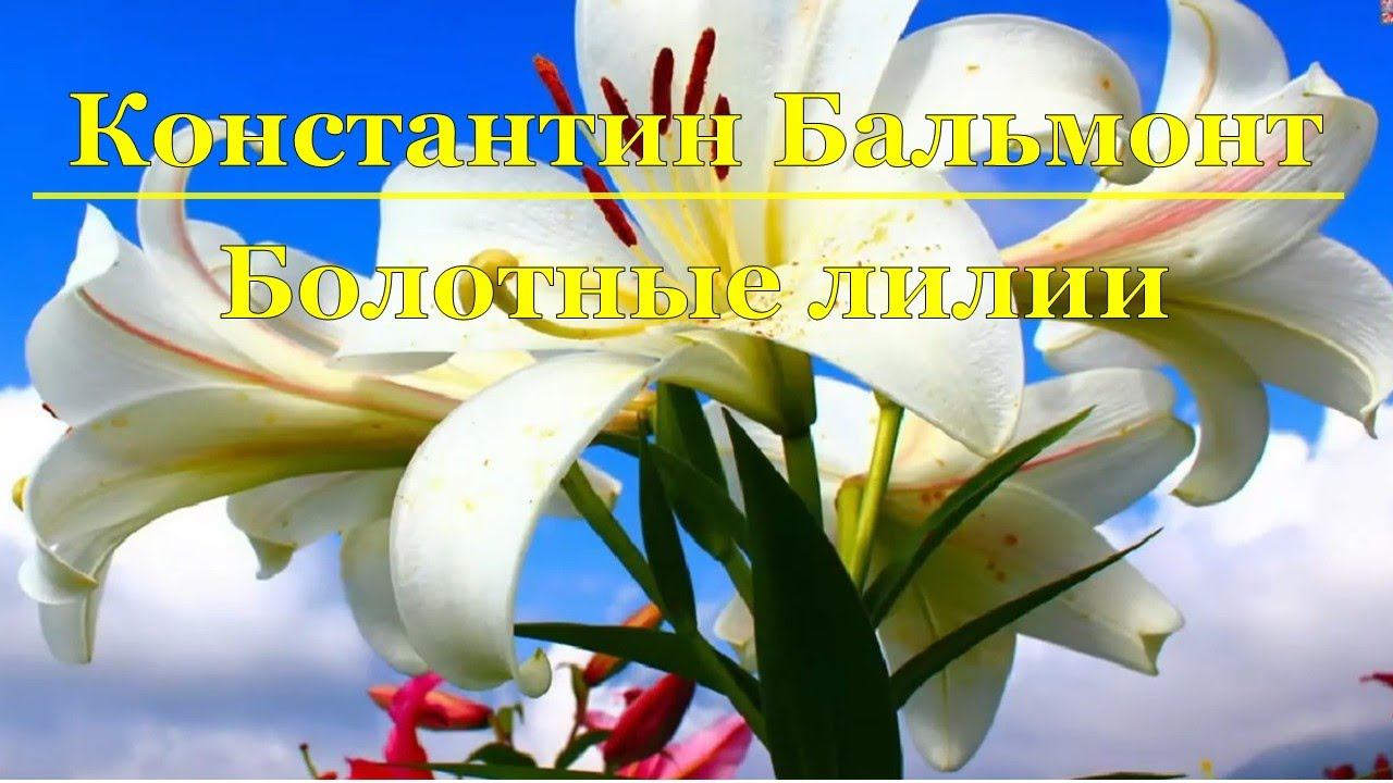 Константин Бальмонт - Болотные лилии смотреть онлайн