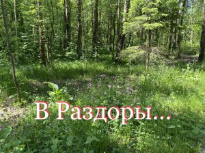 Первые подберёзовики 2022-го года... Или за впечатлениями в подмосковные Раздоры