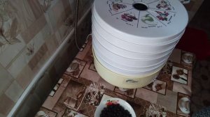 Сушим вишню на зиму в сушилке  для овощей и фруктов