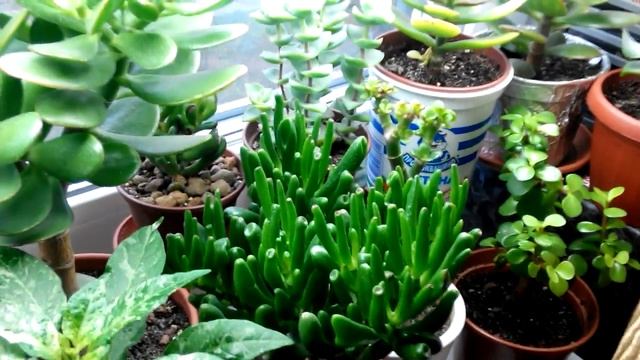 Денежное дерево Crassula collection смотреть онлайн