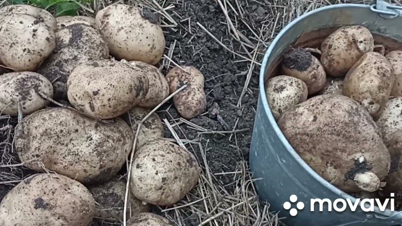 СОРТ КАРТОФЕЛЯ ИМЕЕТ ЗНАЧЕНИЕ // ВАЦАП ДЛЯ ЗАКАЗА 89152458159 ПИСЬМЕННО