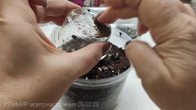 05.02.23 ГВОЗДИКА ТУРЕЦКАЯ посев медотодом яровизации для цветения.Эксперимент. смотреть онлайн