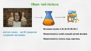 ИВАН-ЧАЙ : ПОЛЬЗА или ВРЕД?