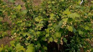 Садовые деревья и кустарники на даче. 03.05.18