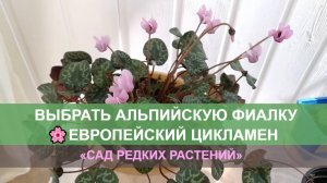 Как выбрать альпийская фиалку \ европейский бабушкин цикламен