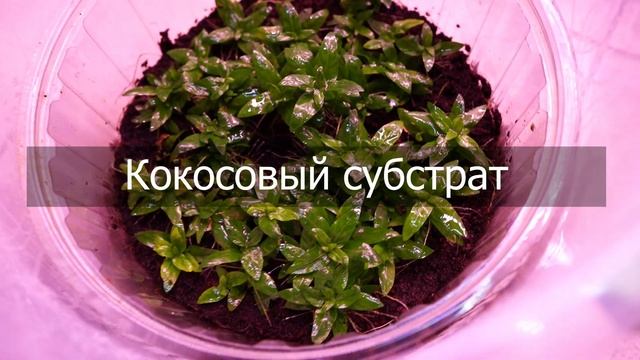 Аквариумные растения - выращиваю в ведрах смотреть онлайн