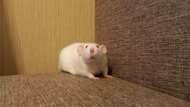 Крыса Марта смотреть онлайн