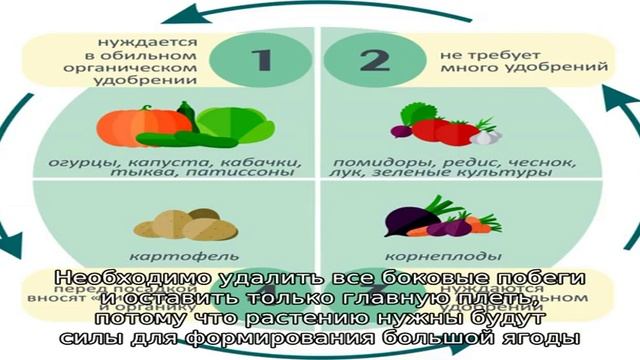 Высаживание рассады арбузов в грунт смотреть онлайн