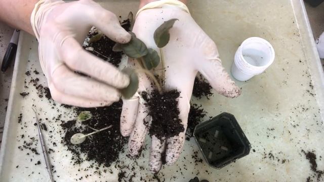 ФИАЛКИ. Моё тепличное хозяйство. Часть 2. Советы новичкам/Рассаживаю деток. Важные моменты/проблемы смотреть онлайн