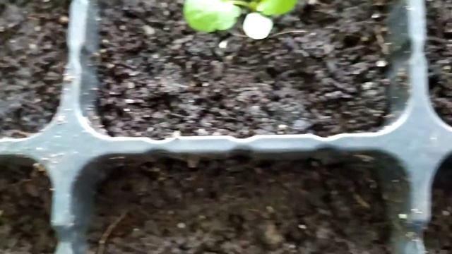 Виола Красная шапочка Пикировка смотреть онлайн